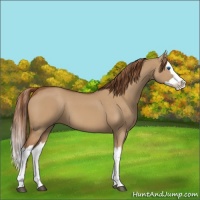 Horse Color:Red Dun Splash