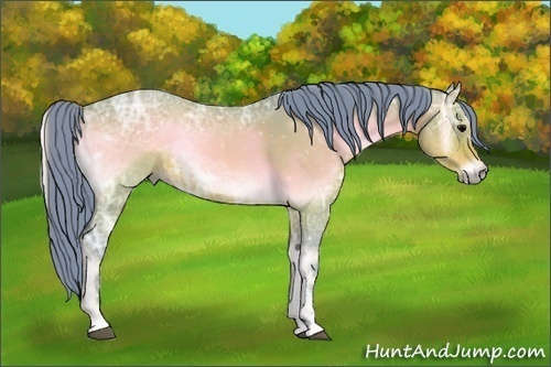 Horse Color:Watercolor Brown Ice Roan Onyx 