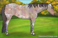 Horse Color:Nacre Bay Ice Rabicano 