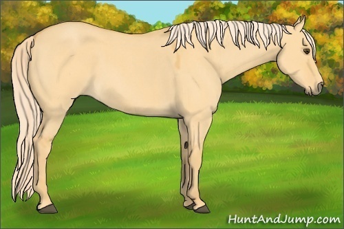 Horse Color:Palomino Roan Dun 