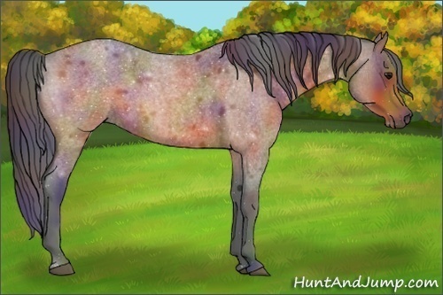 Horse Color:ERROR: UNKNOWN ANOMALY
