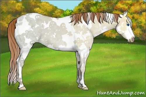 Horse Color:White Spotted Red Dun Ice Splash 
