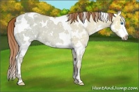 Horse Color:White Spotted Red Dun Ice Splash 
