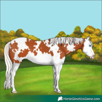 Horse Color:White Spotted Silver Bay Splash 