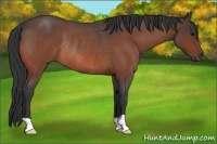 Horse Color:Bay Roan Rabicano 