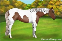 Horse Color:Silver Brown Tobiano 