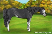 Horse Color:Black Sabino 