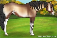 Horse Color:Bay Onyx Sabino 