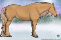 Horse Color:Palomino 