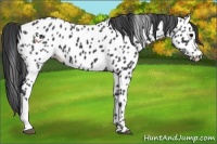 Horse Color:Black Near Leopard