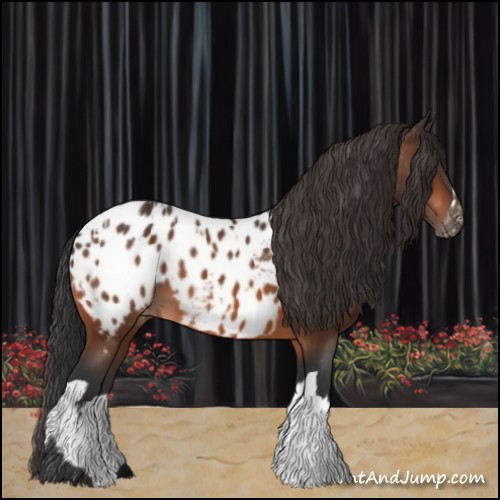 Horse Color:Bay Appaloosa and Bay Appaloosa