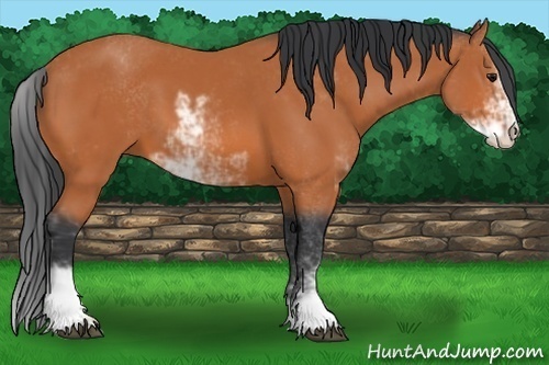 Horse Color:Bay Sabino