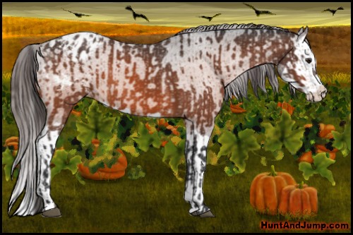 Horse Color:Bay Appaloosa  and Bay Splash Appaloosa 