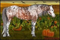 Horse Color:Bay Appaloosa and Bay Splash Appaloosa