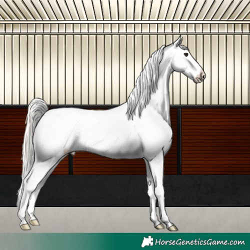 Horse Color:Silver Brown Roan Appaloosa 