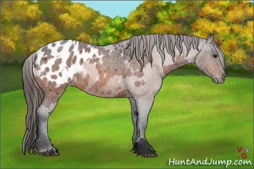 Horse Color:Bay Roan Appaloosa  and Bay Roan Appaloosa 
