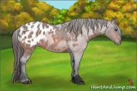 Horse Color:Bay Roan Appaloosa  and Bay Roan Appaloosa 