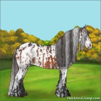Horse Color:Bay Appaloosa  and White Spotted Bay Appaloosa 