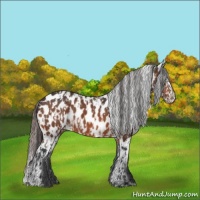 Horse Color:Bay Near Leopard  and Bay Near Leopard 