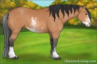 Horse Color:Bay Sabino