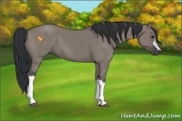 Horse Color:Grullo