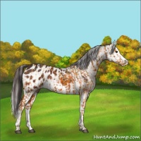 Horse Color:Bay Appaloosa  and Bay Splash Appaloosa 