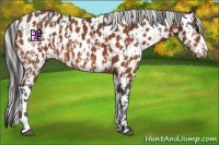 Horse Color:Bay Appaloosa  and Silver Bay Appaloosa 