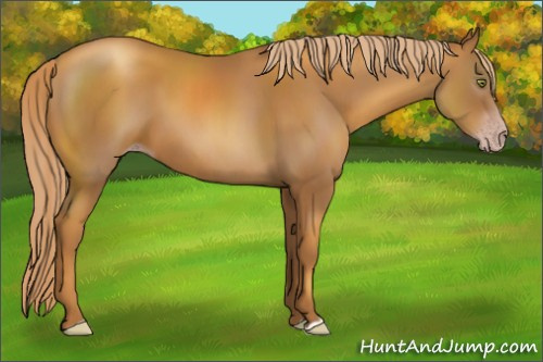 Horse Color:Gray Gold Champagne 