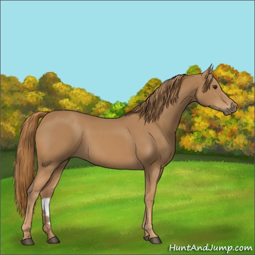 Horse Color:Chestnut 