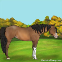 Horse Color:Gray Amber Champagne 