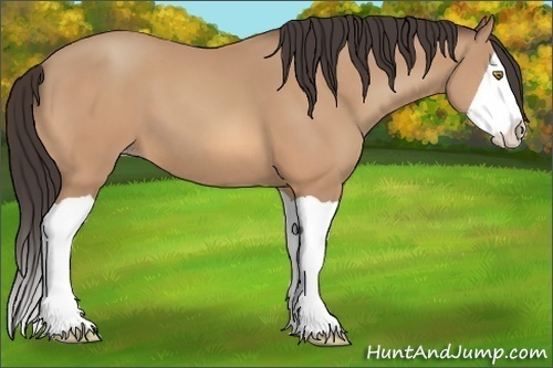 Horse Color:Amber Champagne Splash 