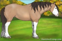Horse Color:Amber Champagne Splash