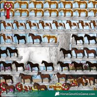 Horse Color:White Spotted Silver Black 
