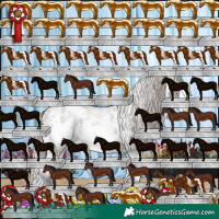 Horse Color:White Spotted Silver Black 