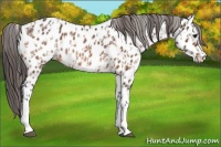 Horse Color:Brown Dun Near Leopard  and Brown Near Leopard Rabicano 