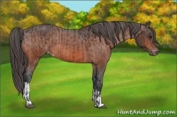Horse Color:Bay Varnish  and Bay Varnish 