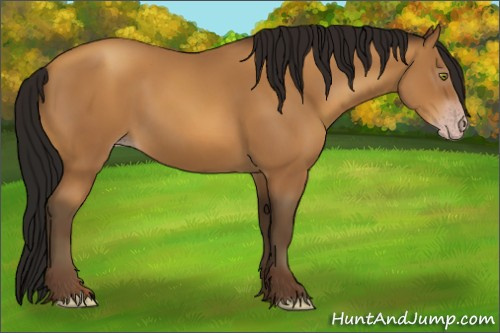 Horse Color:Gray Amber Champagne 