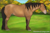Horse Color:Gray Amber Champagne 