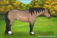 Horse Color:Bay Dun Sabino Rabicano