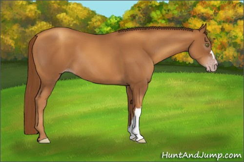 Horse Color:Gray Gold Champagne 