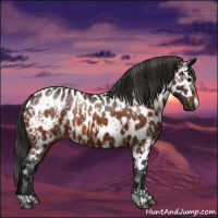 Horse Color:Bay Appaloosa  and Gray Bay Appaloosa 