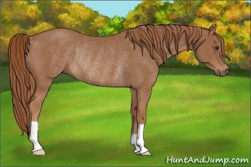 Horse Color:Chestnut Rabicano 
