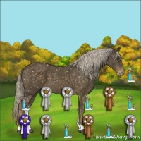 Horse Color:Chocolate Palomino Appaloosa 