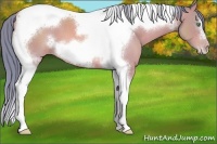 Horse Color:Watercolor Amber Champagne Roan Tobiano Frame 