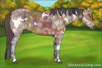 Horse Color:Nacre White Spotted Bay Ice Rabicano 