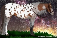 Horse Color:Buckskin Appaloosa  and Bay Appaloosa 