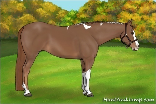 Horse Color:Chestnut Splash Tobiano 
