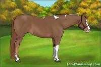 Horse Color:Chestnut Splash Tobiano