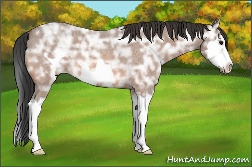 Horse Color:Bay Ice Roan Splash Frame
