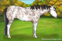 Horse Color:Bay Ice Roan Splash Frame 